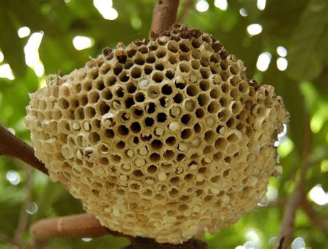 蜂窩是什麼做的|蜂巢(蜜蜂所建巢穴):結構介紹,神奇結構,分類,藥用價值,。